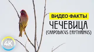 Птица ЧЕЧЕВИЦА - Интересные факты о животных - Познавательное видео 4К
