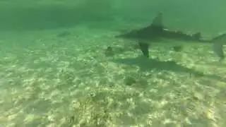 Bahamas Swimming with Sharks (West Indies) HD