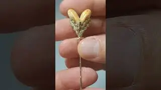 Редкий охотничий знак из золота и зубов оленя!