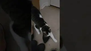 Rose has the cutest meows 