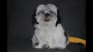 Tobi's First Grooming Appointment