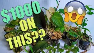 I SPENT $1000 on VIVARIUM PLANTS!! / PLANT UNBOXING
