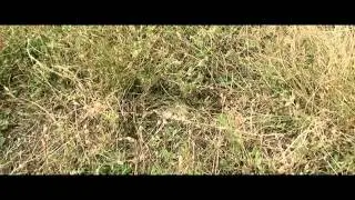 Вейтпуллинг Кубок России 20.08.2011