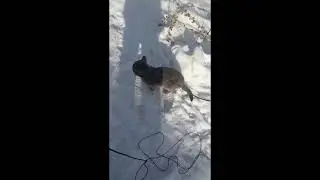 Прогулки кота Тишки, зима, сборник видео.