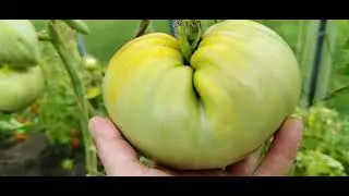 Наши тяжеловесы🍅🍅🍅