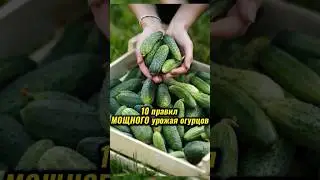 Огурцы завалят вас урожаем! 