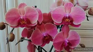 ОРХИДЕИ ОБЗОР. Новинки! Цветёт Балм! Beautiful smile удивил! Орхидея - олень)))//Нецветочные будни)