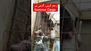 Birds Expired due to high temperature | Summer Cargo Care