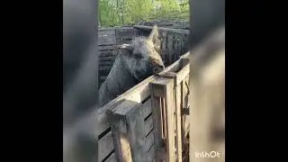 Лето в деревне!