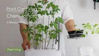 Plant Care Vlog | 4 Weeks Update of Growing Cherry Tomato on growing Kit