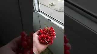 Калина для иммунитета