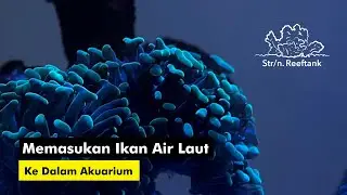 Memasukan Coral dan Ikan Air Laut di Aquarium