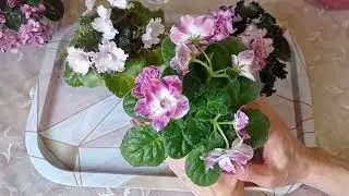 Омоложение / Переукоренение Фиалок. Фиалки у Алисы.