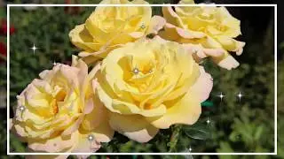 Студия вовка представляет.Мои любимые цветы.