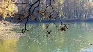 Роскошная золотая осень в Воронцовском парке 🍁🍂