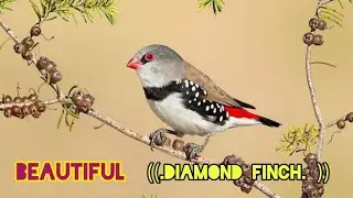 Beautiful DIAMOND FINCHES..