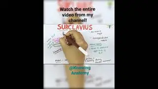 Muscle - Subclavius | origin | insertion | nerve supply | Actions