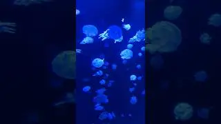 Baby Jellyfish 🪼 