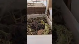 ❤🐦🐦ஒரே கூரையில் அனைத்து வகையான பறவைகளும்❤🐦🐦 | #shorts | #kannanfarm