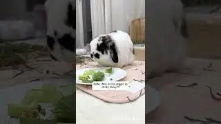 Why is my veggie so stinky? 🥬 🐰