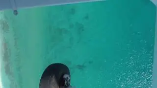 Thousands of Sharks Spotted Off Florida Beach