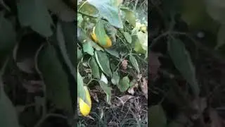 Üyelerimizden Yaşar Acar ın tohumlukları..