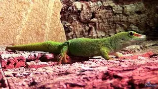 The Leningrad zoo. Reptiles (2020)