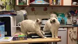 Дамские разборки (Ragdoll Cat)