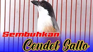 SEMBUHKAN CENDET SALTO STRESS HANYA DENGAN SUARA KICAUAN CENDET SANTAI, BISA DICOBA