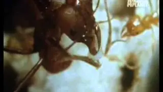 Animal Planet al Extremo - Trabajos Sucios