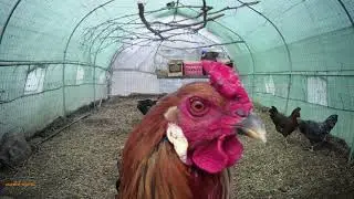chickens hens dust dusty dust bath rooster