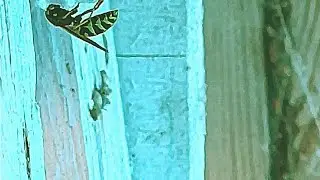 Очередное Осиное улье на участке просто заполонило