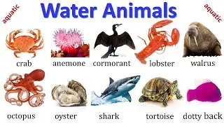 Water Animals Name for beginners | 50 aquatic animals in English