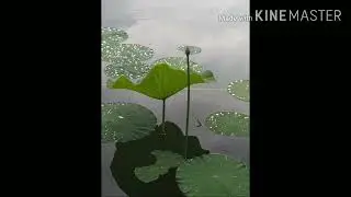 Лотосы на пруду