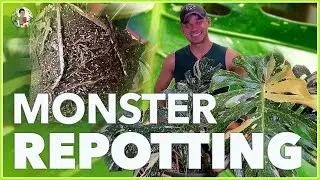I'm Repotting My GIANT Variegated Thai Constellation MONSTERA!