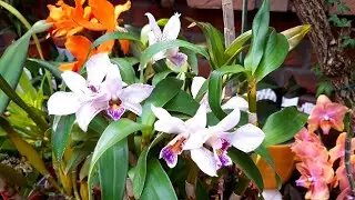 Orchid blooms in June. Miniature orchids. Dendrobium, Capanemia, Cattleya, Phalaenopsis.