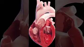 ❤️ working video