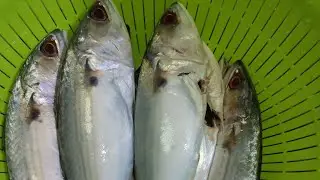 LAPZZ is live! MACKEREL Fish Cleaning 🐟
