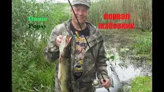 Itumo Popsy. ЭТОТ ПОППЕР ПОРВАЛ ЖАБОВНИК.