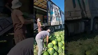 Clients about Congo 🍉☀️🚛