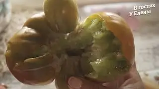 ДАЧА. СУПЕР СОРТА. ТОМАТЫ. НАЧАЛО СБОРА СЕМЯН. ВКУСНЕЙШИЕ СОРТА.