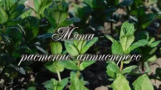 Мята - растение-антистресс.