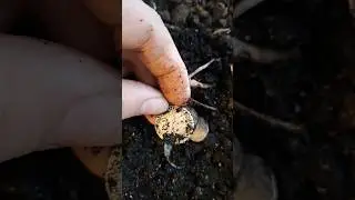 Горшок Екатерининского серебра! Новогоднее настроение!