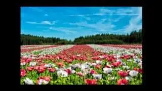 I Will Lead You Home - Michael Lee