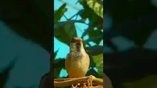 birds giving awesome poses 😍 #shorts #entertainment #birds #wildlife #editing#photography #funny