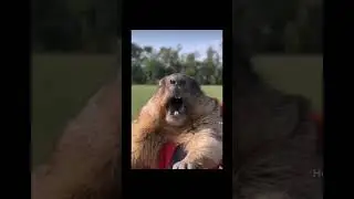 #психология #psy #прикол #психосоматика