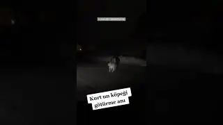 KURDUN AGZINDAKİ KÖPEK YAŞIYOR