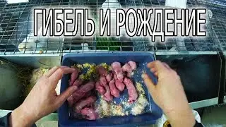 Сегодня КРОЛИКИ!