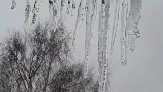 Плакала Береза...Birch cried ...