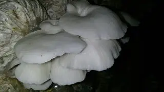 cara berternak jamor tiram bagi pemula